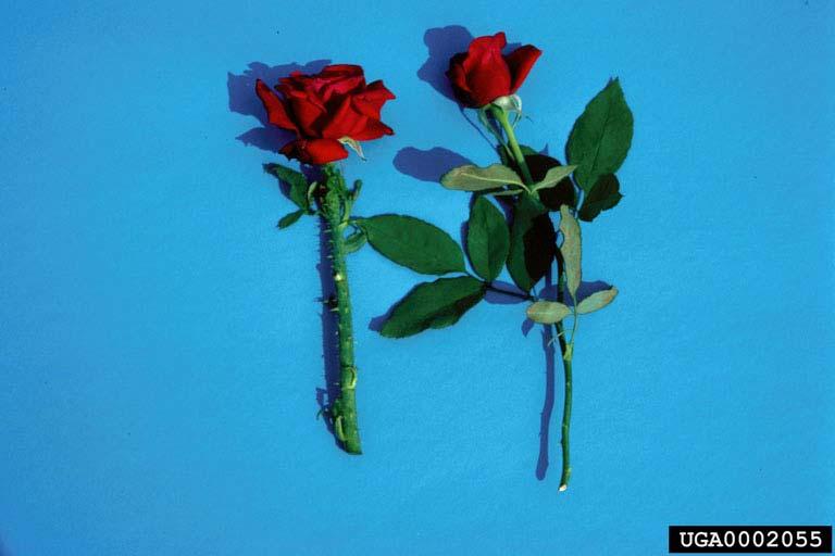 Rose Rosette Disease Cara Mia ornamental rose; diseased stem on left with an