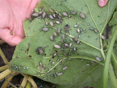 Winter Squash Pest- Cucumber Beetle, Squash Bug, Squash Vine Borer Early row covers Hand removal of