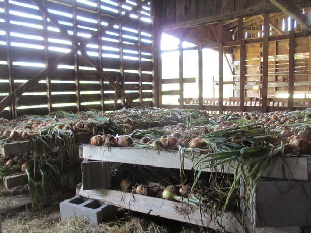 Onions Harvest Storage -⅓ to ½ of tops falling over -Topped 1 above bulb -Cured for 2-4 weeks -32 and 60-70% RH