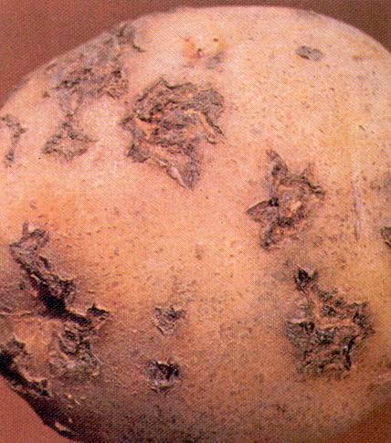 POTATO SCAB CORKY SCABS OR BROWN SUNKEN SPOTS POTATOES DO NOT STORE WELL THOUGH TASTE IS NOT
