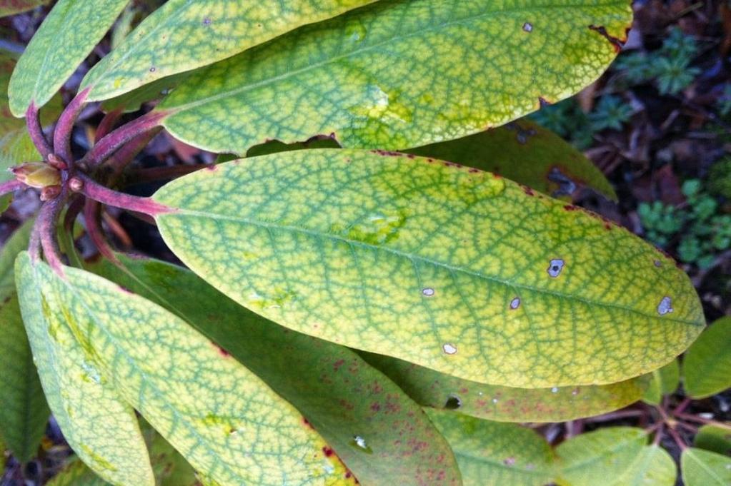 INTERVEINAL CHLOROSIS INTERVEINAL CHLOROSIS IN RHODODENDRON TYPICALLY CAUSED BY IRON DEFICIENCY.