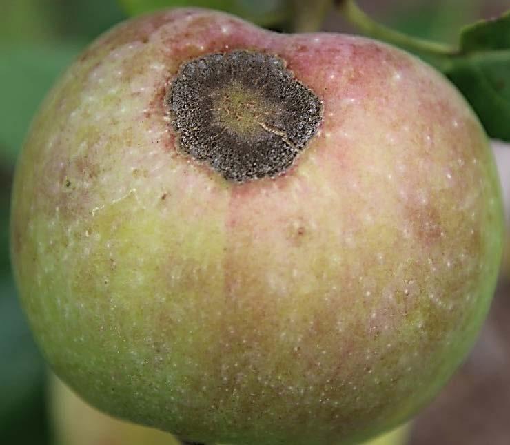 FRUIT IPM UPDATE #5 July 18, 2017 What s New? Apple Scab Infections...1-4 SWD and Japanese Beetle...4-5 Apple Pest Counts.5 Apple Scab Infections.