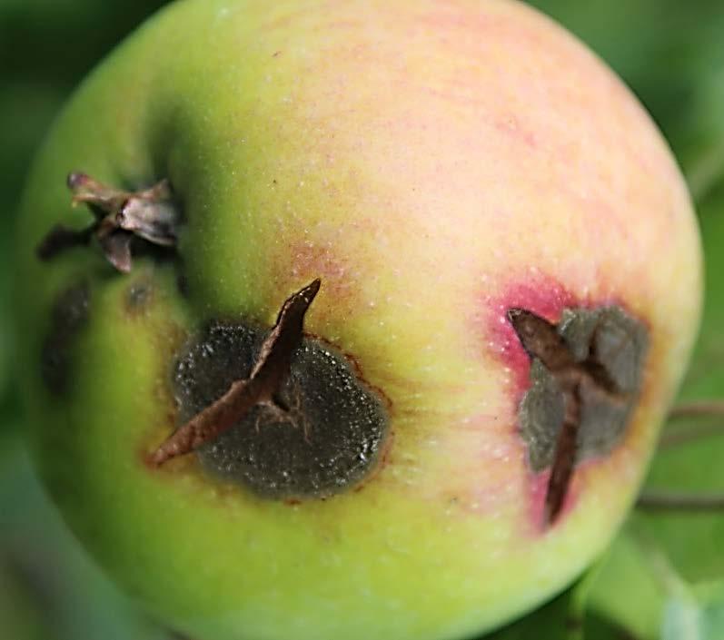 this year. In a few cases, apple scab on the fruit is primarily cosmetic (Figure 1), but this year apple scab is causing major crop losses.