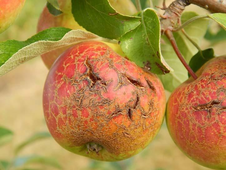 Figure 3. Russetting on Haralson and leafroller feeding injury (bottom) are often mistaken for apple scab.