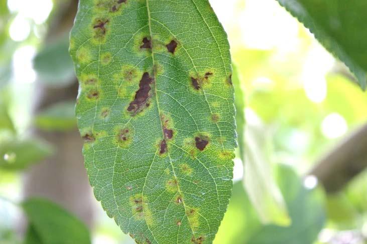 In most varieties, the scab forms irregular spots, while in a few varieties, the scab will grow in creases formed by the leaf veins.