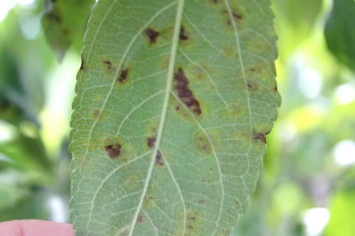 Like most fungal diseases, apple scab is dispersed through the air. Fungal structures in the leaves eject spores which move through the air.
