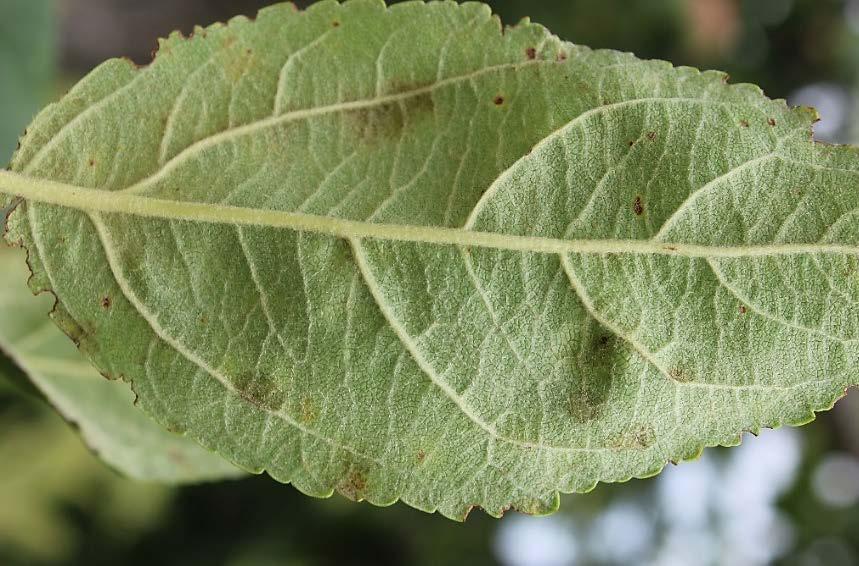 Secondary infections occur in orchards where infections started during the primary infection period, and then growers have to be concerned about the disease spreading for the duration of the summer.
