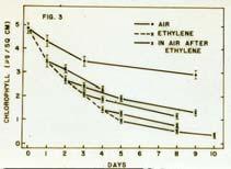 Susceptibility to Hot Water Treatment Ethylene Degreening Early season