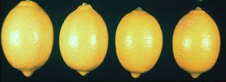 oleocellosis Rind oil spotting of desert lemons