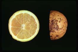 Storage Temperature Requirements Varies with citrus type and