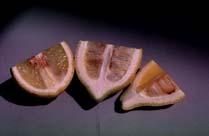 Least Cold Tolerant Kumquats Oranges Limes, Citrons Mandarins