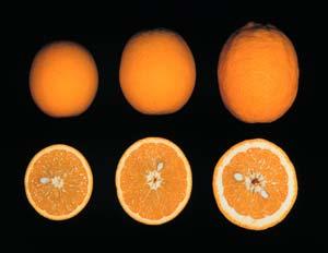Effects of phosphorus on valencia orange fruit