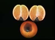 Oranges occurs primarily on navel end more severe in freeze