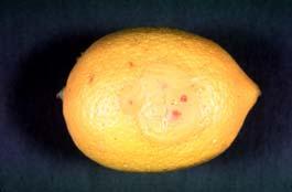 Sour rot Geotrichum candidum Caused by fruit wounds Spreads from
