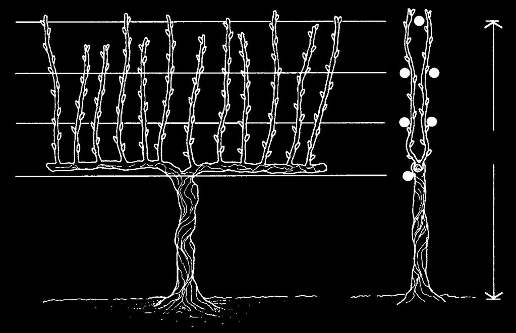 Vertical hedgerow (also called 2-cane Guyot, VSP, or twocane Kniffen) In this system, the head height of the trunk varies from very short in cooler areas (1½