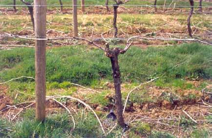 The trellis requires a training wire at head height and two to three sets of training wires above head height to about 6 feet.