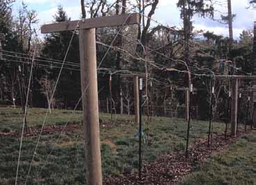 Trellis A trellis is required for most training systems. Building a trellis is like building a fence: take care to make the trellis strong and brace it well.