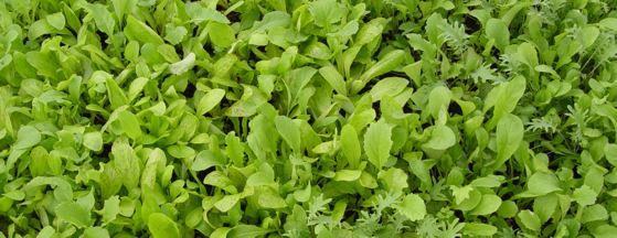 Keep cutting your fall-sown spinach and greens to ensure longer