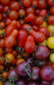 tomatoes for canning, drying, or giving away!