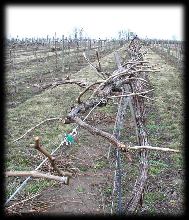 Care of Fruit Plants in the Garden Pruning pruning is an important annual job shaping plants