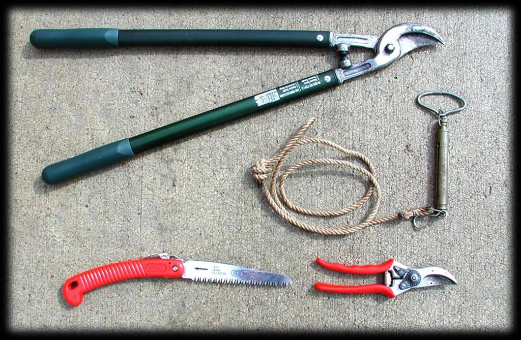 Training and Pruning Equipment