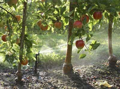 Care of Fruit Plants in the Garden Irrigation Drip or trickle systems work well Trees gator bags,