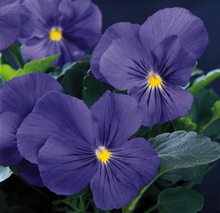 an pansy &