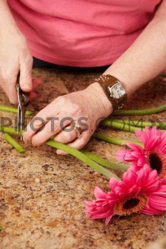 Re-cut the stems Stems should be cut under warm water Warm water contains less air than cold water Stems that have a milky