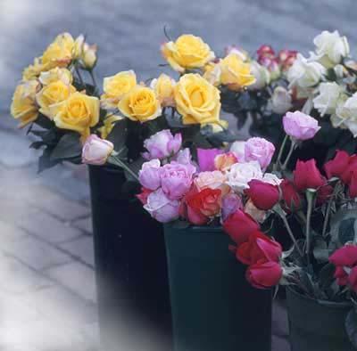 Clean Containers & Cooler Containers for flower storage should be cleaned with hot detergent solution, disinfected with bleach & thoroughly
