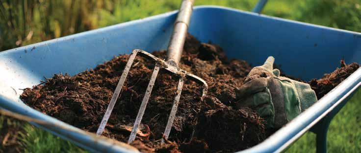 Start with Healthy Plants When choosing garden seedlings and greenhouse perennials: avoid the biggest, lushest plants, especially if they re exploding with blooms.