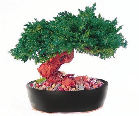Choose one of our traditional Bonsai