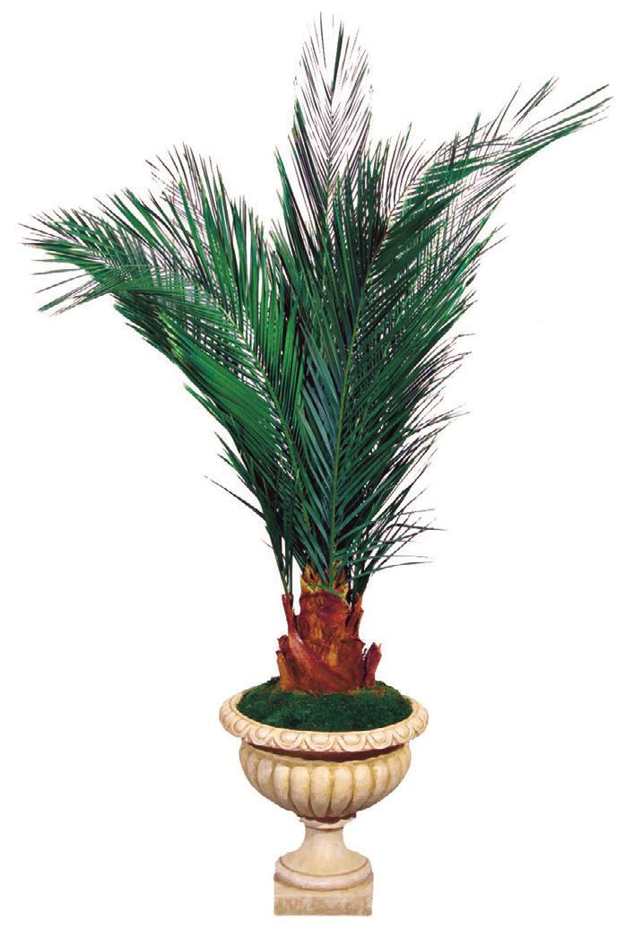 Palms 6 Date Palm sizes range from