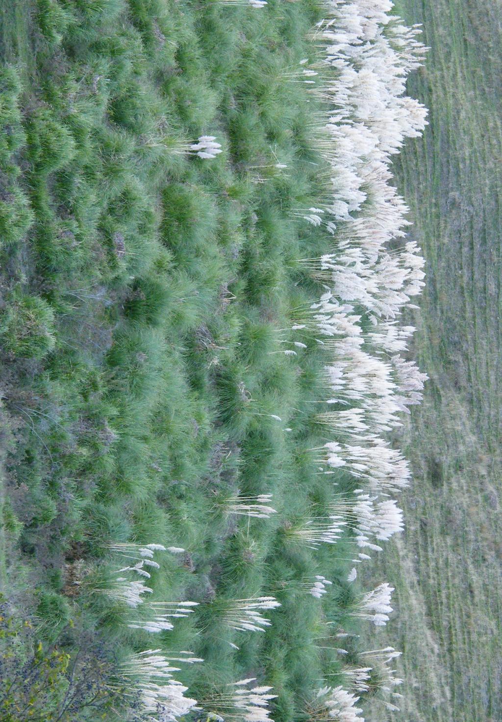 Pampas grass Invades native grassland Outcompetes native