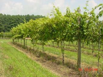 Steps to Vineyard Establishment Condition land for long term growth Eliminate or reduce pest- Perennial weeds Nematodes Adjust