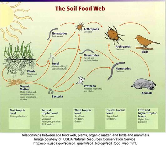BUILD LIVING SOIL Healthy soil biology, full of micro-organisms forms the foundation for the entire site ecology Similar to the role of plankton in the