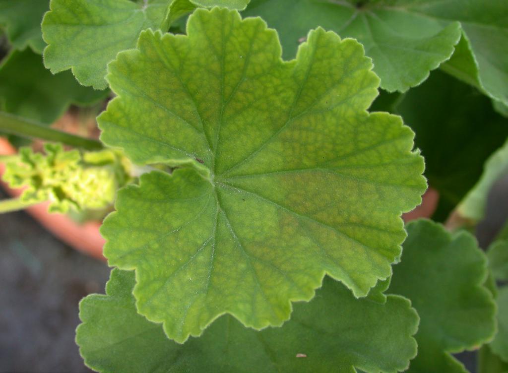 3. High Substrate ph The target ph for geraniums is between 5.8 and 6.4. Higher ph values will result in iron deficiency and lead to the development of interveinal chlorosis on the upper leaves (Figs.
