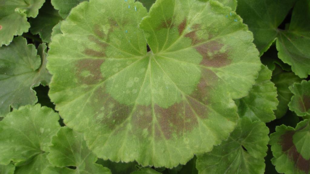 What causes white spotting on geraniums leaves? Is it a nutrient problem? Or could it be spray burn?