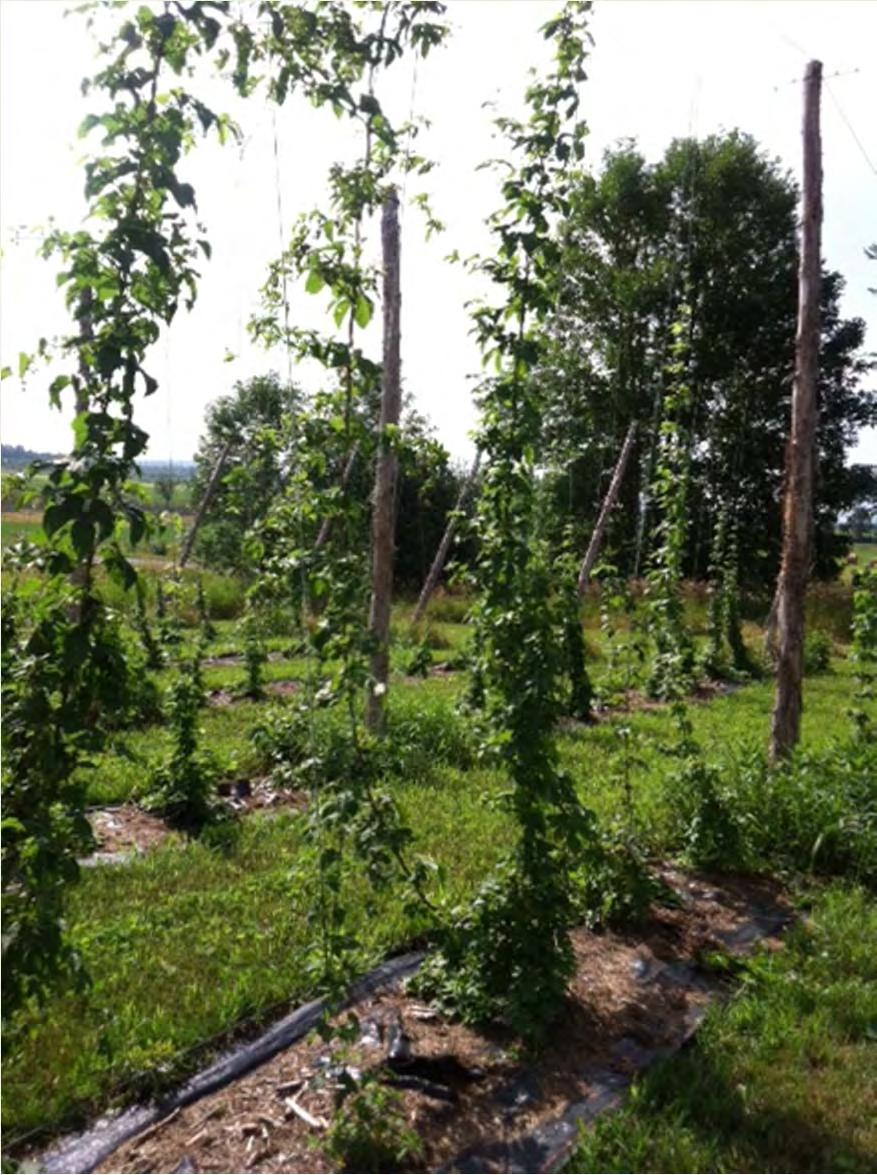 First Year Hop Requirements PRODUCE 1750 LBS DM/acre 3.