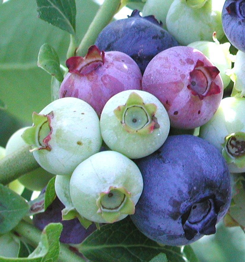 Overview of blueberry