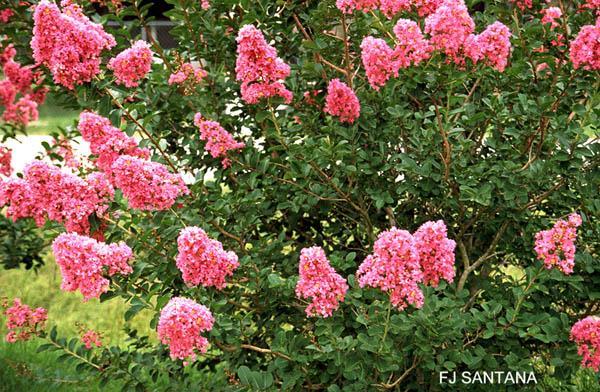 Help Maintain Beneficials by Tolerating a Few Plants That Harbor Aphids Grow a crape myrtle tree.