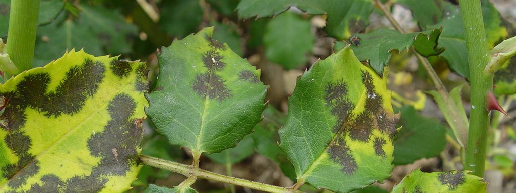 Blackspot Fungal Disease Blackspot is a fungal problem caused by warm sunny days with cool dewy nights and high humidity. Black spots show on the topside of the leaves, which turn yellow and drop off.