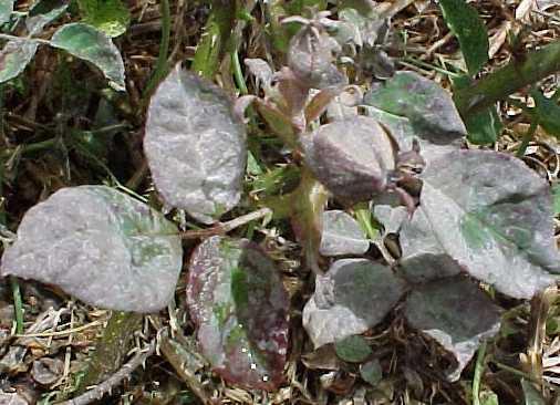 MILDEW Mildew is a white powdery substance found on the rose leaves or tips of shoots or buds. Most commonly found when the weather is warm but moisture is present, usually spring and autumn.