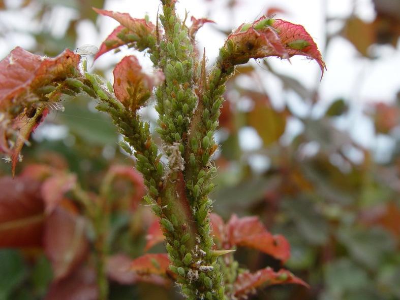 APHIDS Thick colonies of insects found on the new shoots and buds in early spring and sometimes autumn.