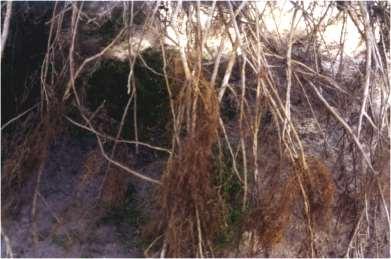 Phytophthora root rot damages