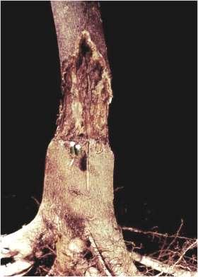 Foot rot damages major roots and