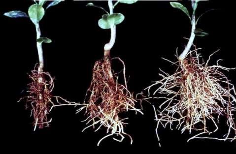 Fibrous Root Rot Root
