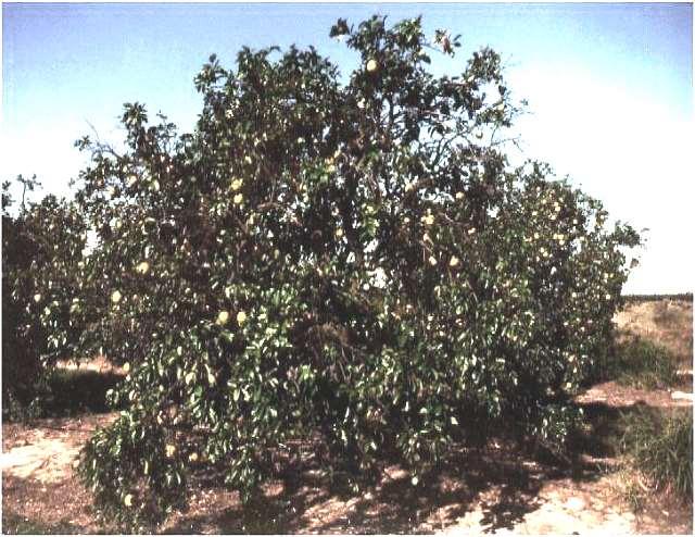 Root rot decline of mature trees difficult to diagnose Reduced fruit size