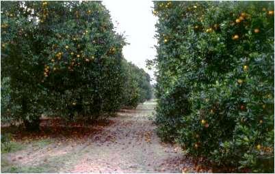 Fruit can not be harvested until infected fruit fall Hamlin