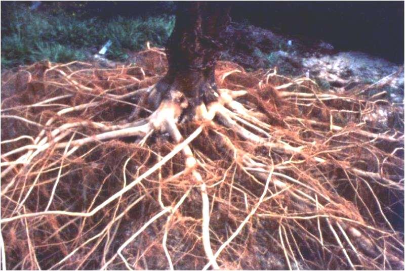 Promoting Root Health is to maximize water, nutrient use efficiency, and