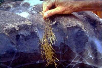 Root and bark age and activity: periods of susceptibility Young roots > old Root flushes more susceptible Foot rot risk highest in spring &